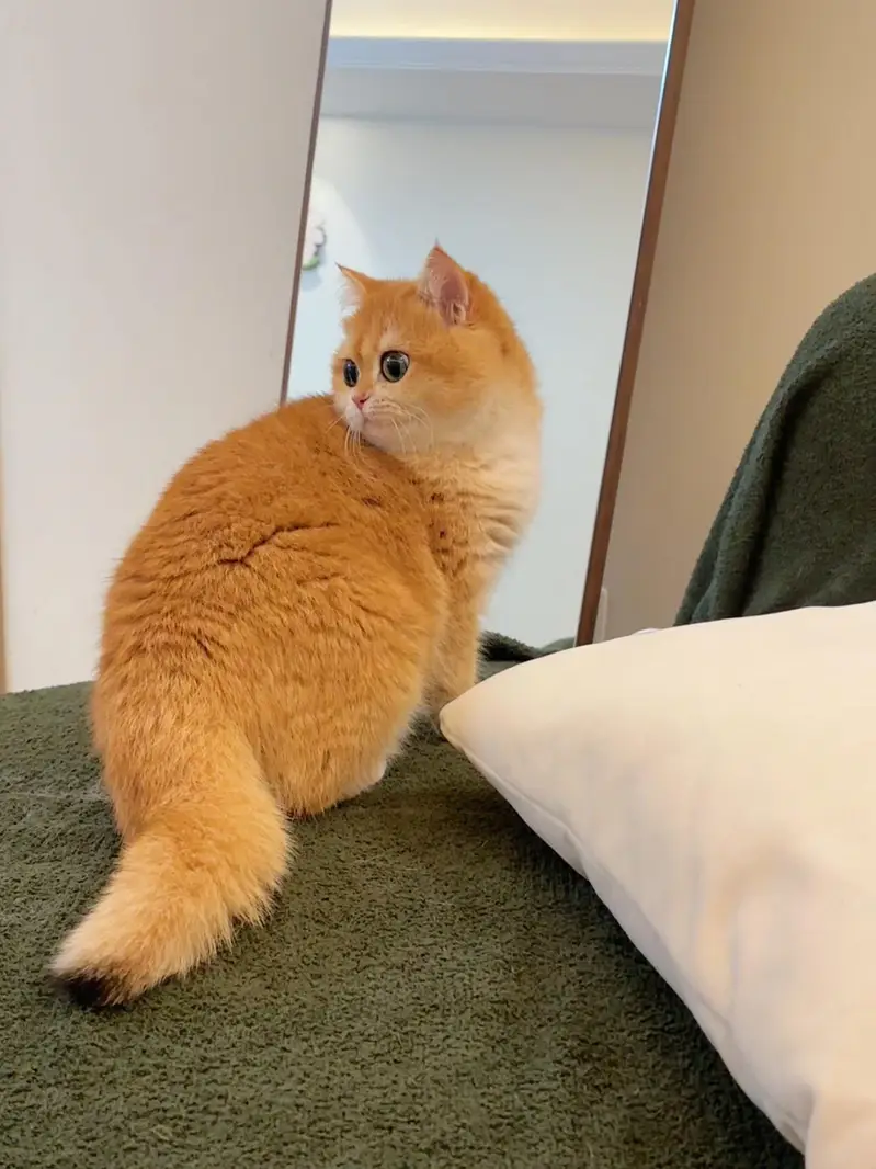 mainecoon Scottish fold biritish shothair reddoll/ all cats available — photo 10