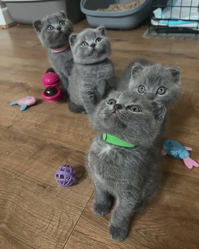mainecoon Scottish fold biritish shothair reddoll/ all cats available — photo 11