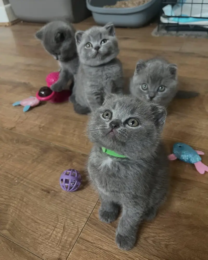 mainecoon Scottish fold biritish shothair reddoll/ all cats available — photo 12