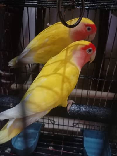 Lutino 5 breeder pairs+ 5 handia