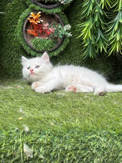 Triple coated male kitten