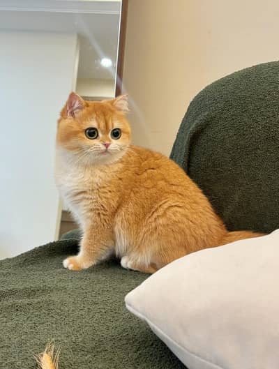 British chothair top quality imported cats available