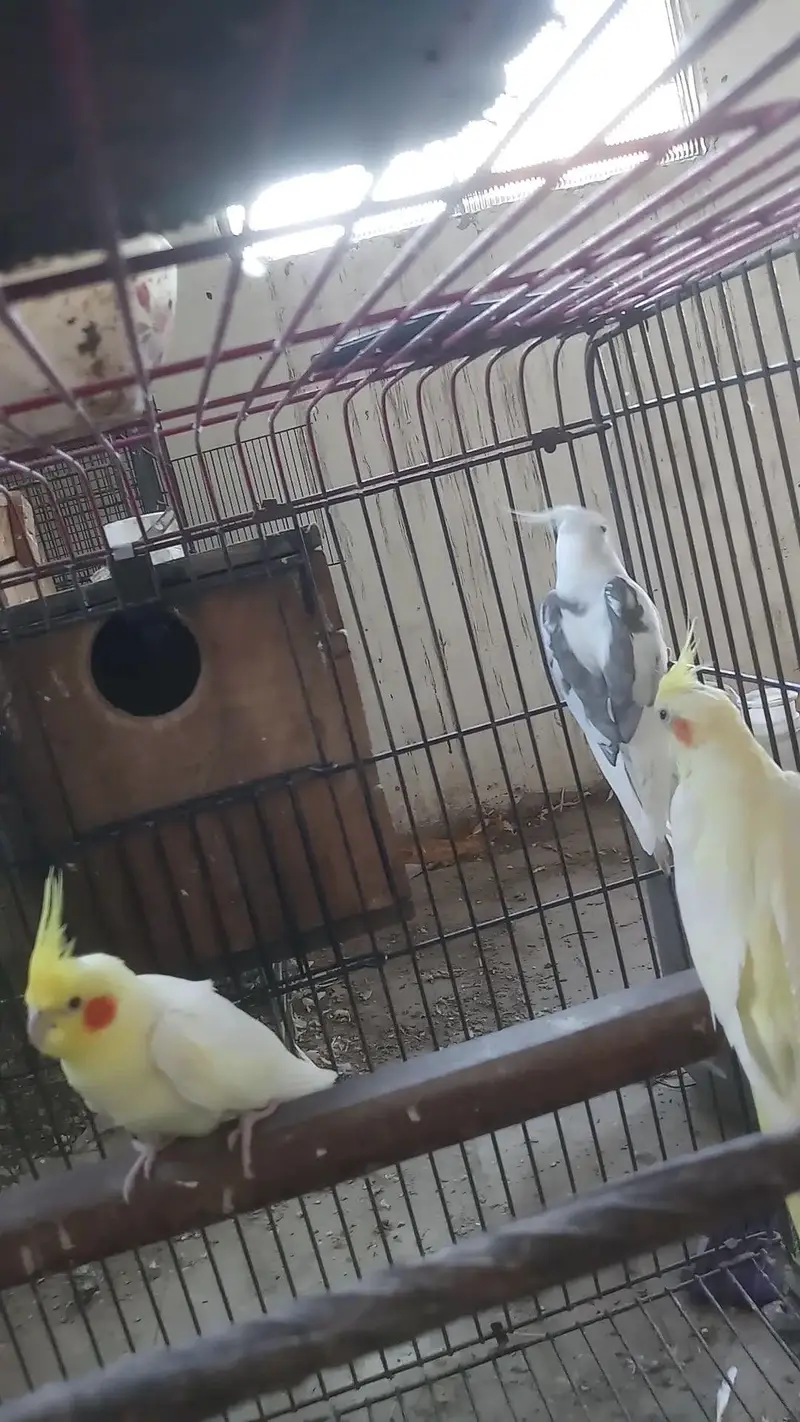 cocktail birds — photo 3