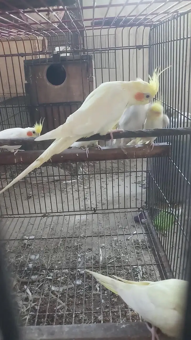 cocktail birds — photo 4