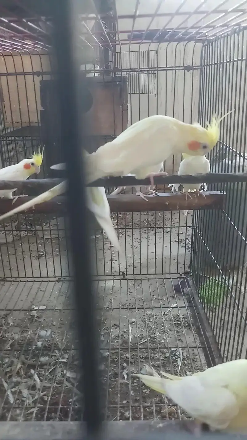 cocktail birds — photo 5