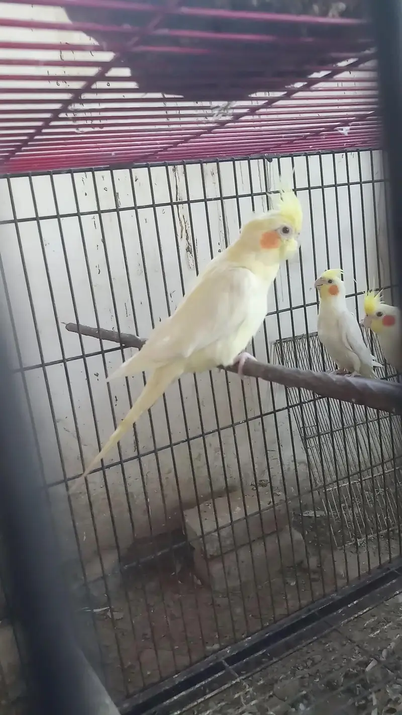 cocktail birds — photo 6