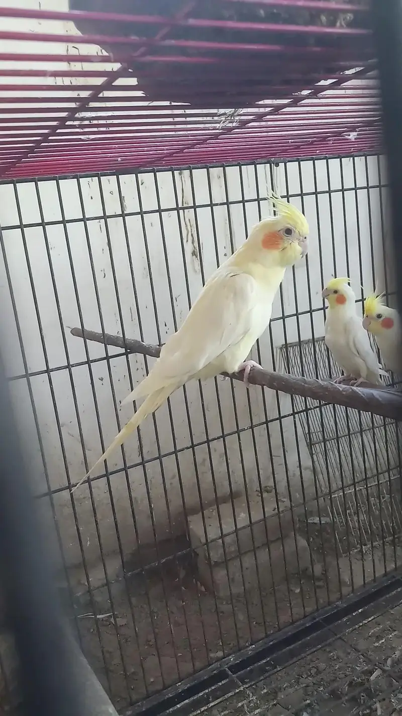 cocktail birds — photo 7