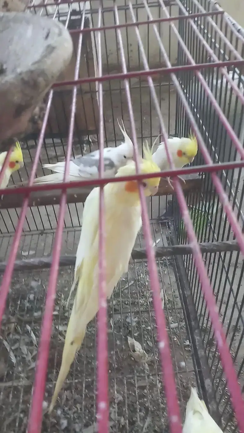 cocktail birds — photo 8