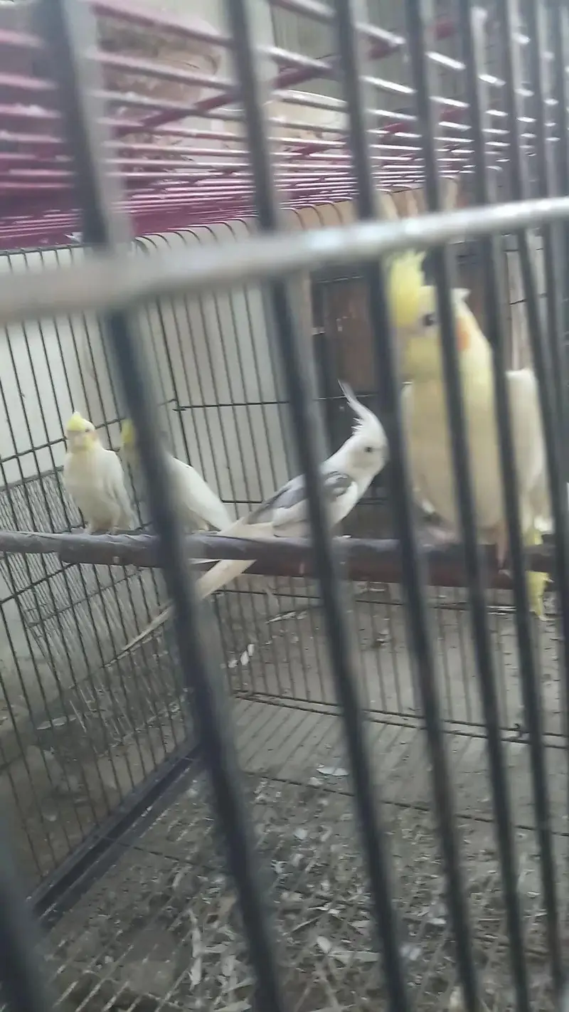 cocktail birds — photo 9