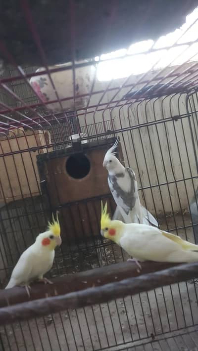 cocktail birds