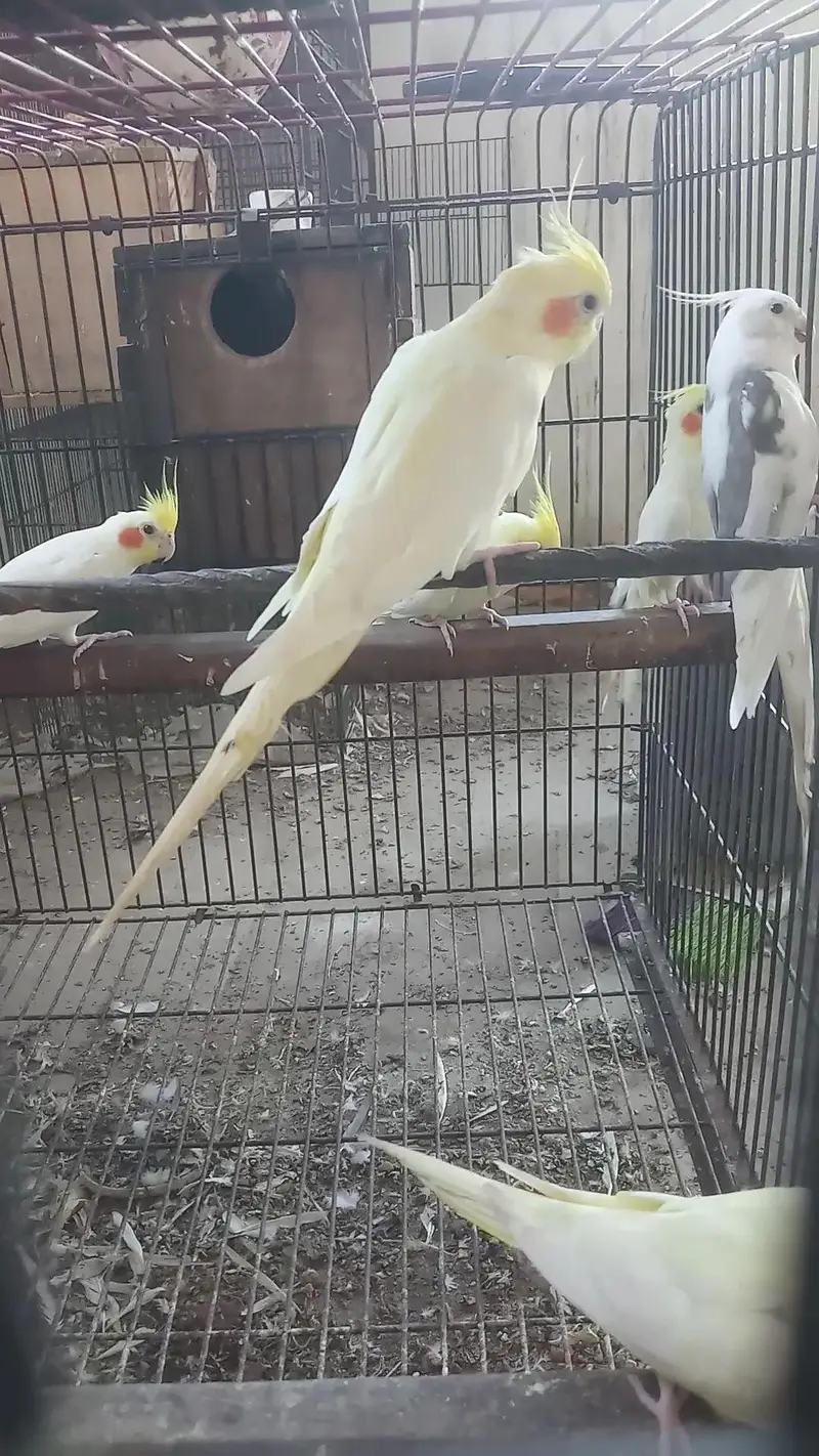 cocktail birds — photo 5