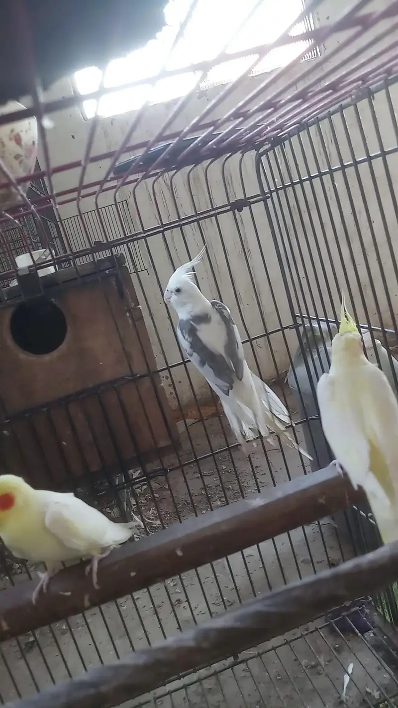 cocktail birds — photo 6