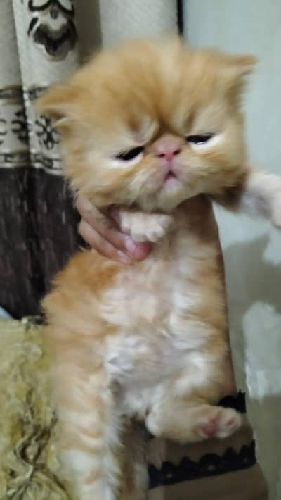 home breed peke male kitten for booking