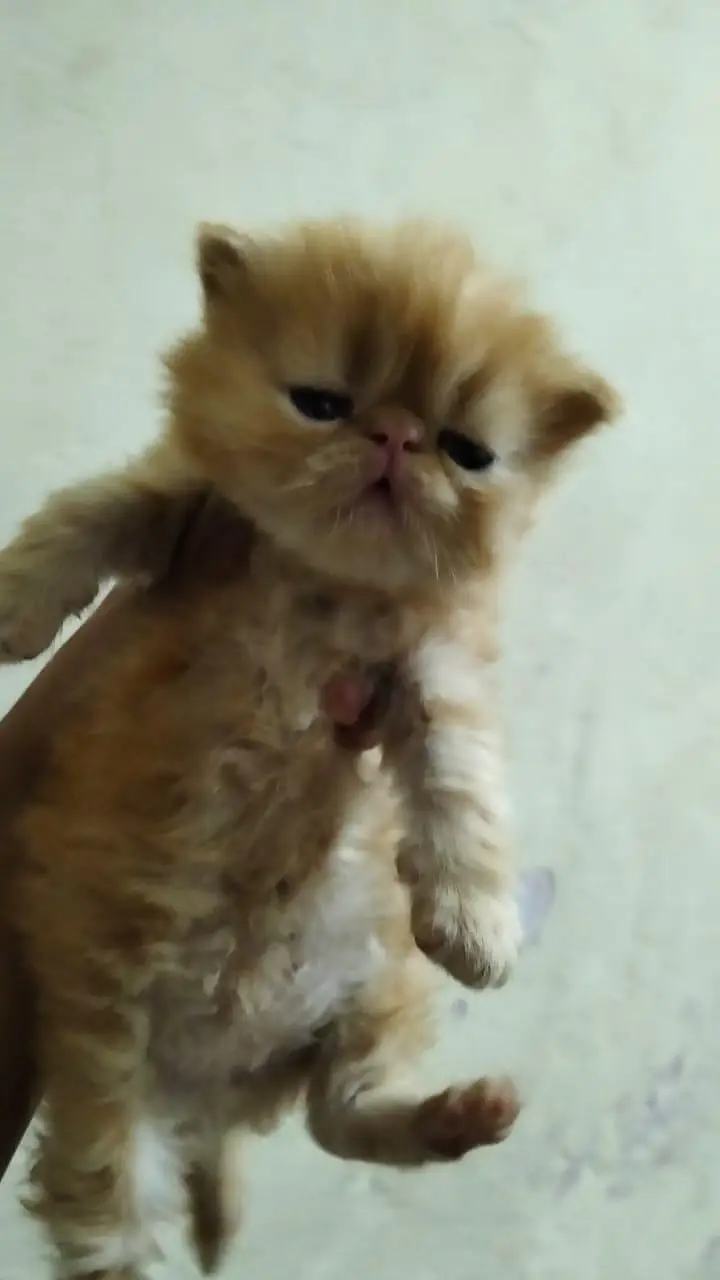 home breed peke male kitten for booking — photo 2
