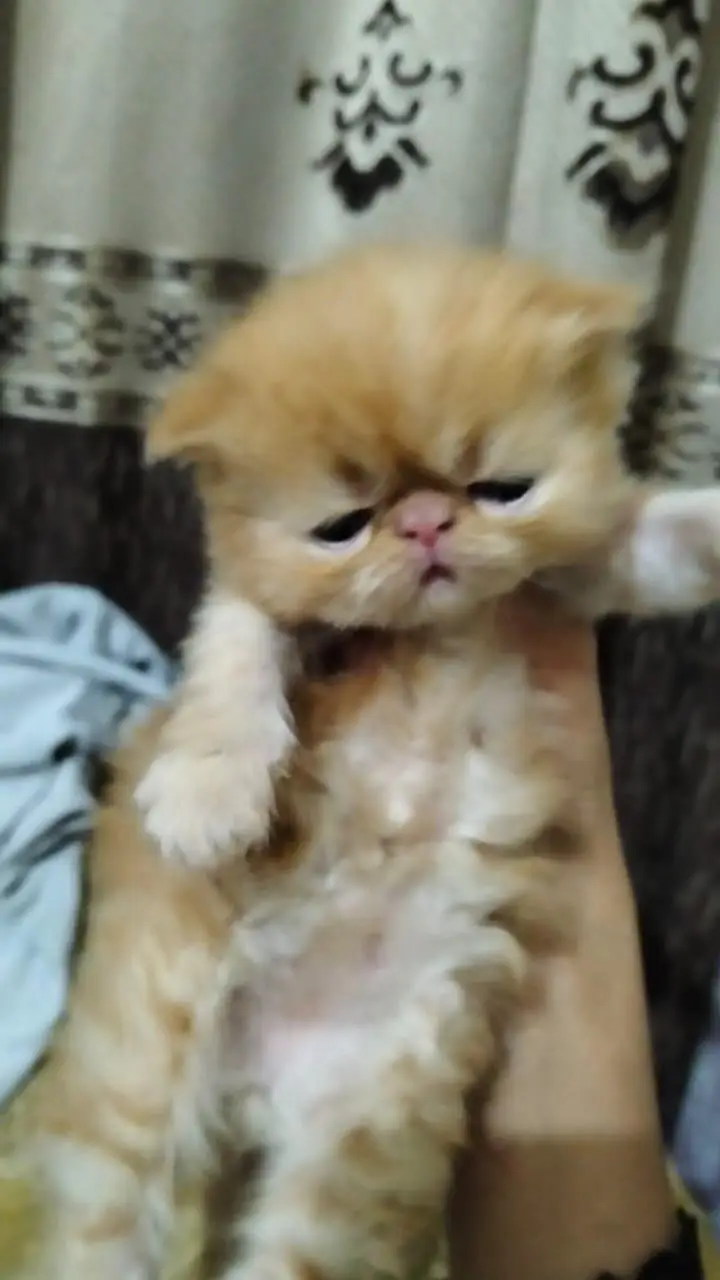 home breed peke male kitten for booking — photo 3
