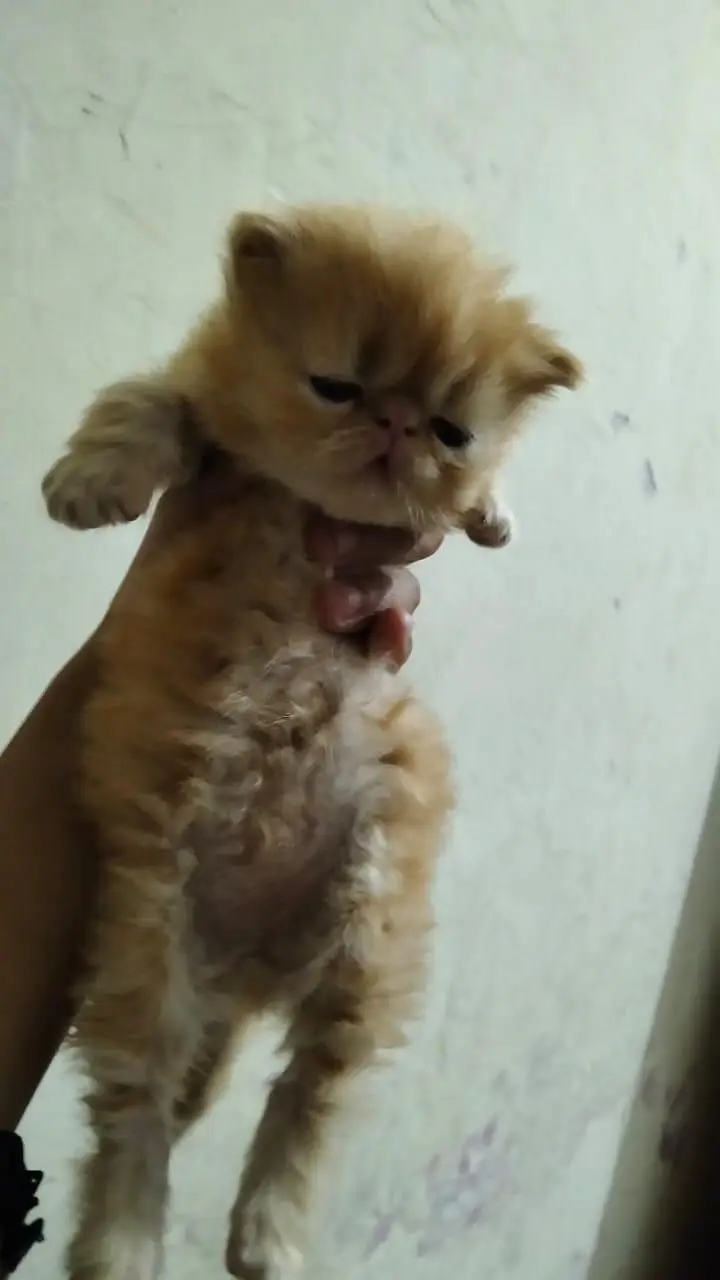 home breed peke male kitten for booking — photo 4