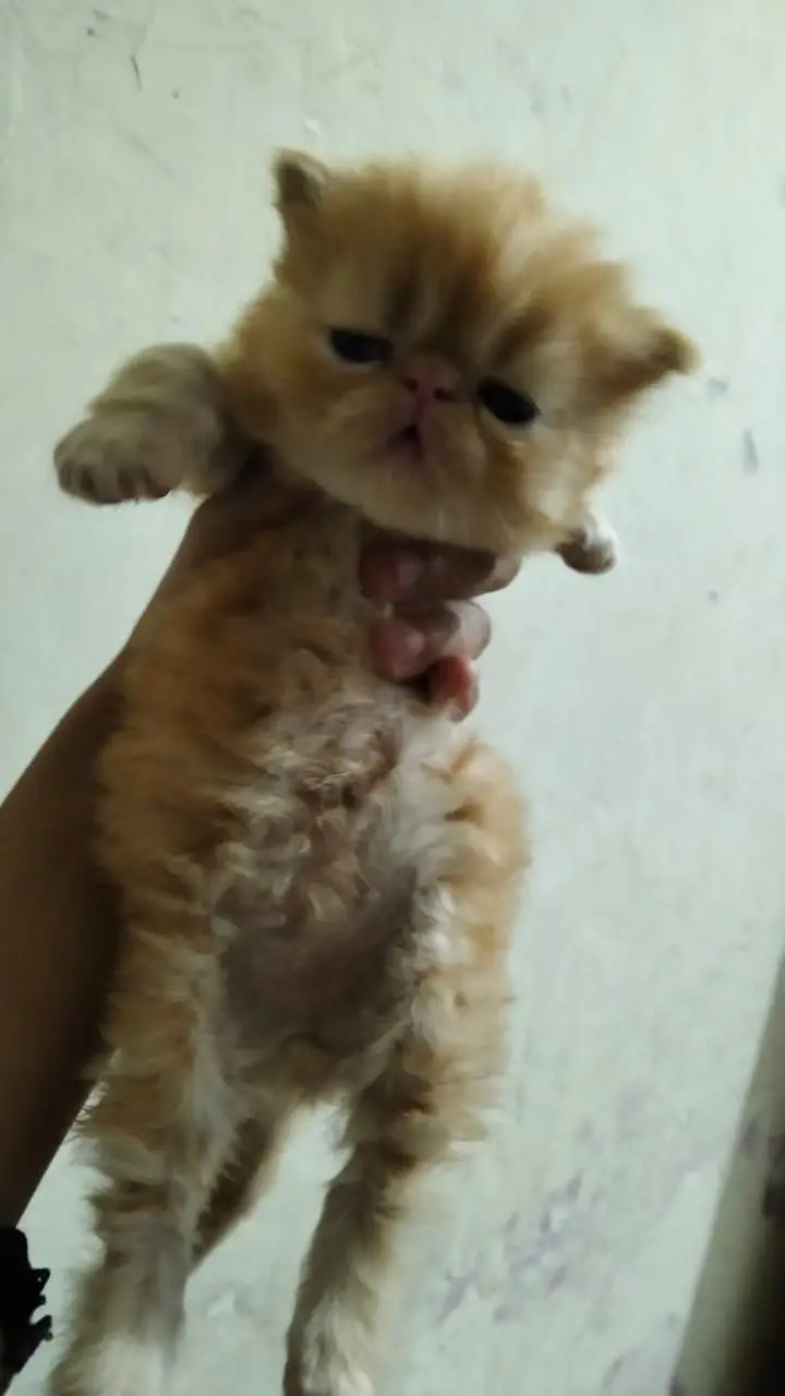 home breed peke male kitten for booking — photo 5