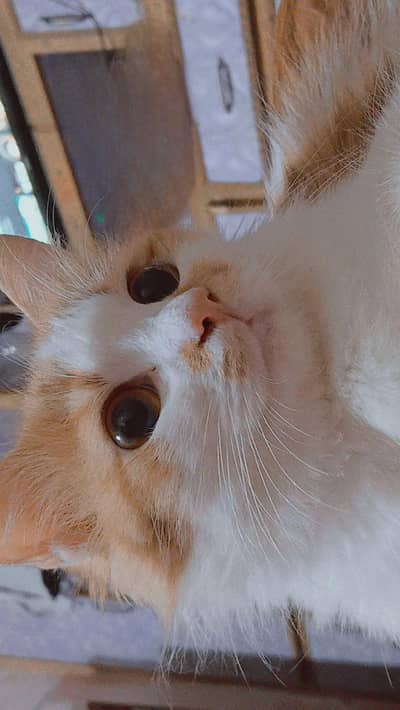 breeder female is looking for a new home