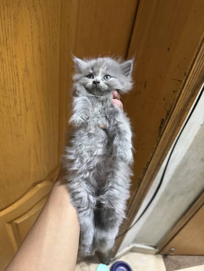 Kittens for sale