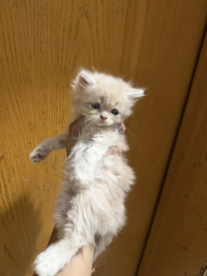 Kittens for sale — photo 2