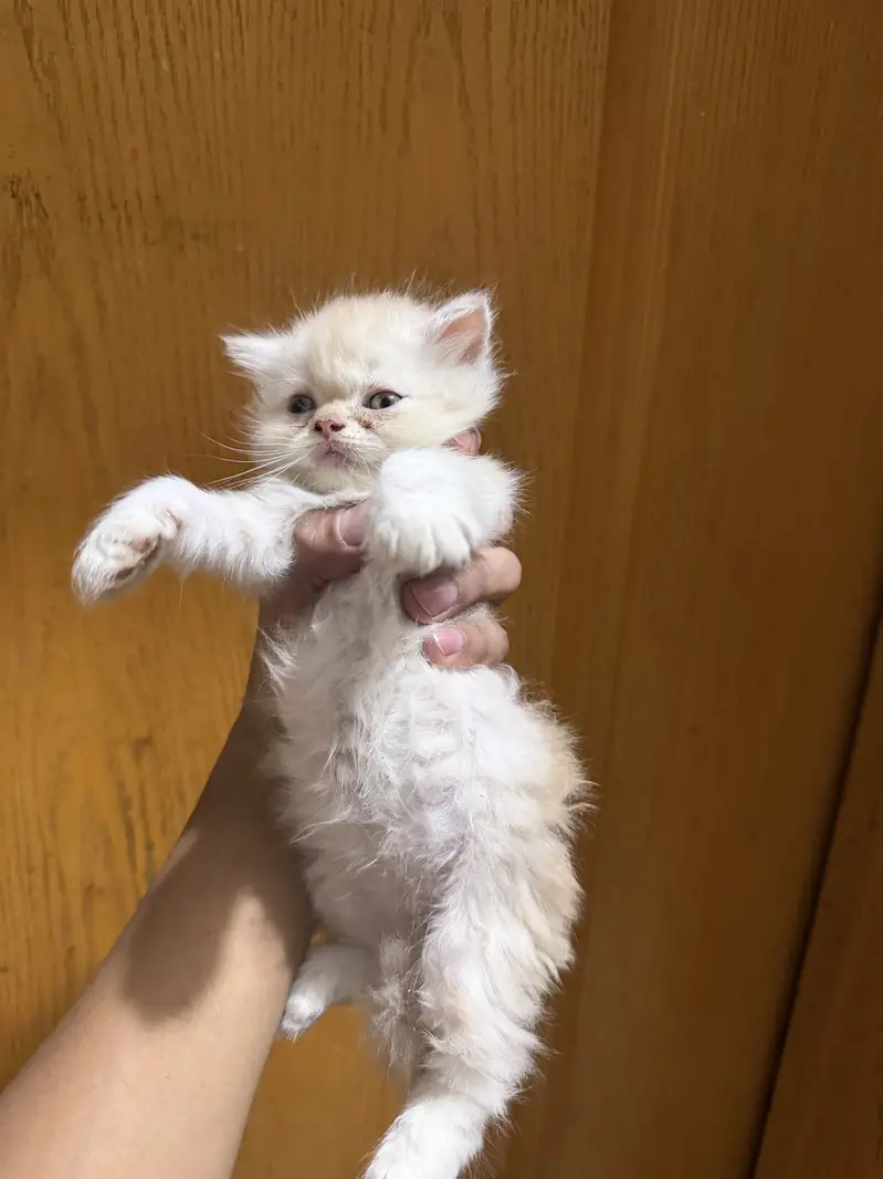 Kittens for sale — photo 3