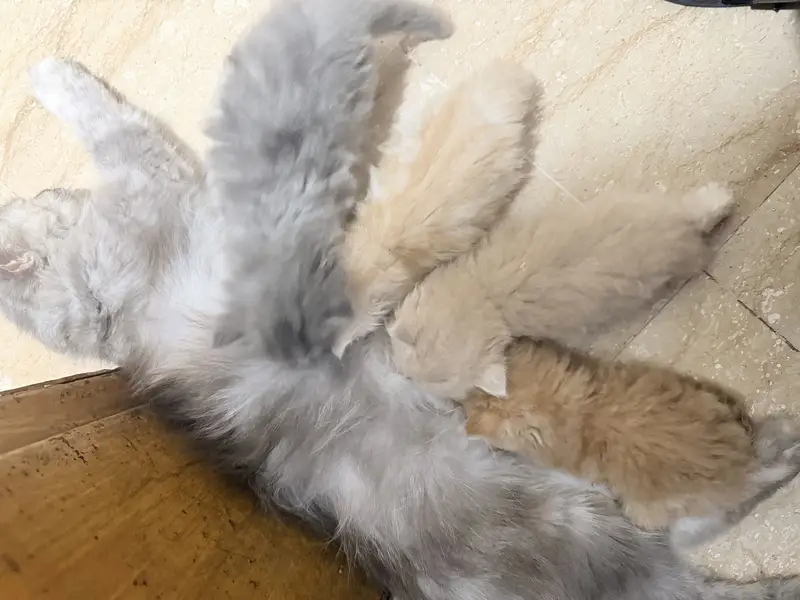 Kittens for sale — photo 4
