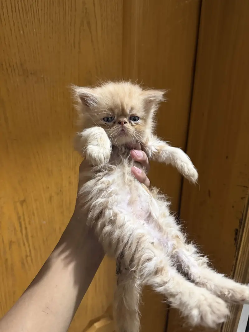 Kittens for sale — photo 5