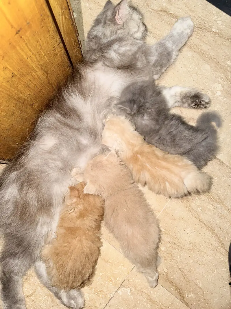 Kittens for sale — photo 6