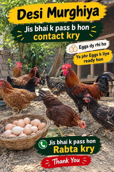 Need Dasi Murghya