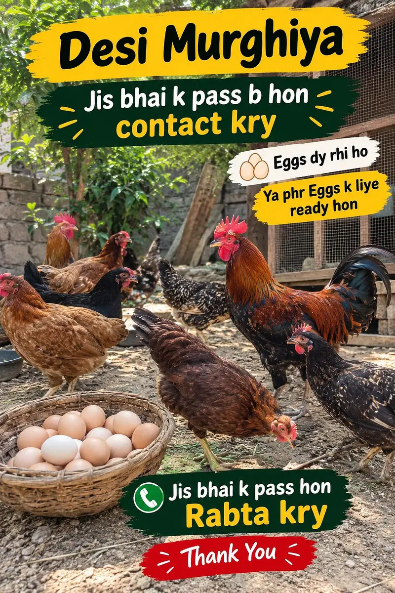 Need Dasi Murghya