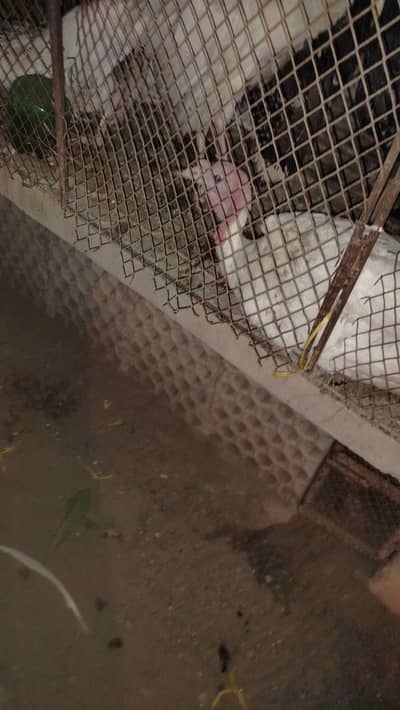 Breeder pair of turkey