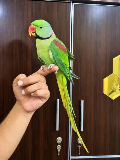 green male 0 bite with long tail