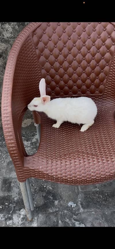 Red eyes male rabbit