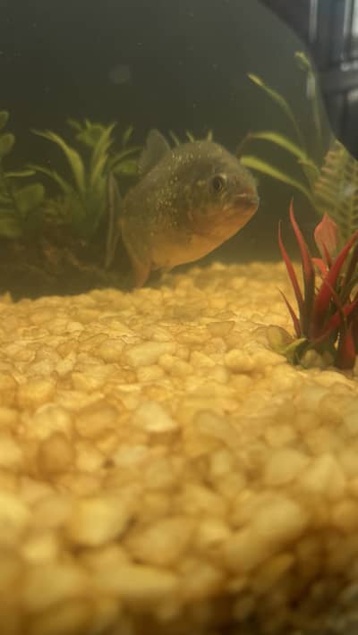 Red belled piramha