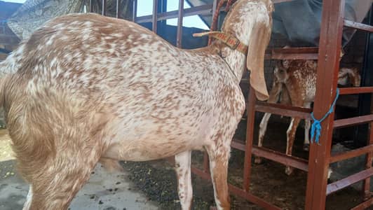 makhi cheena bakra piyor madrassa mandi ka sehatmamd bakra for sale.