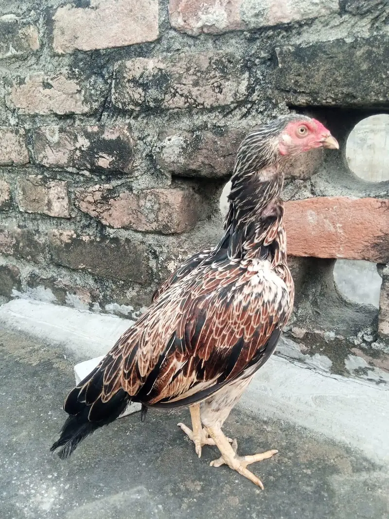jawaaa madiya 2 lasani madii 10 bachoo k sath asel madiya — photo 3
