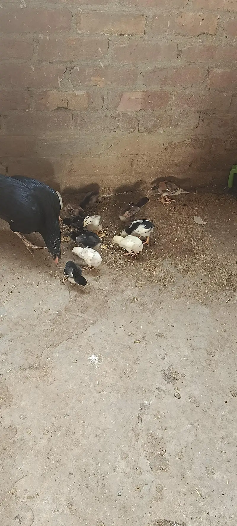 jawaaa madiya 2 lasani madii 10 bachoo k sath asel madiya — photo 9