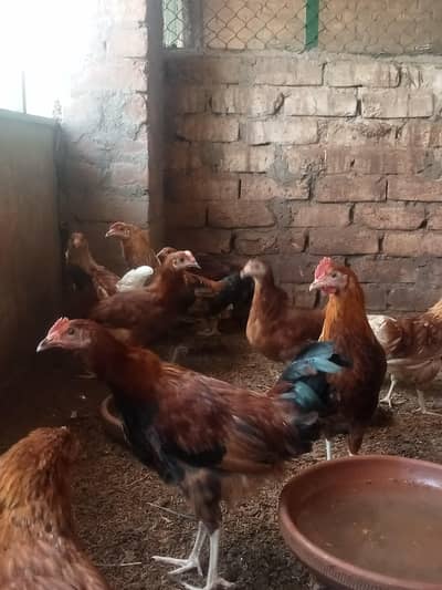03170504841ہمارے پاس پانچ مہینے والا مرغا دستیاب ہے