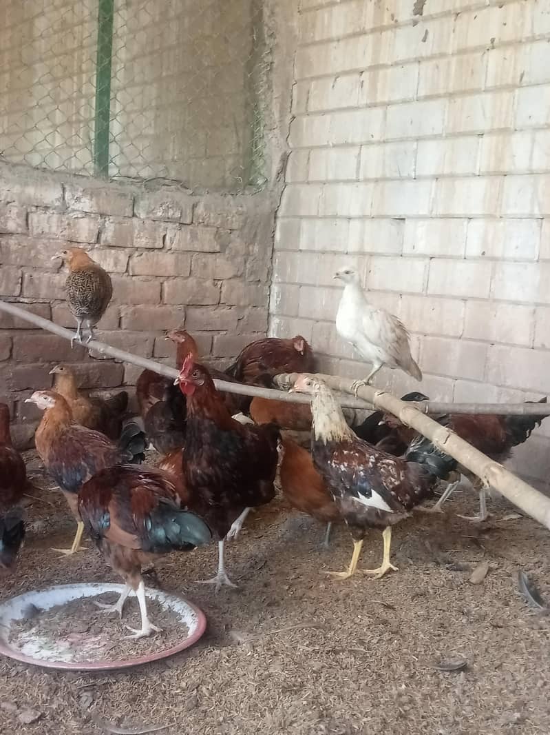 03170504841ہمارے پاس پانچ مہینے والا مرغا دستیاب ہے 1