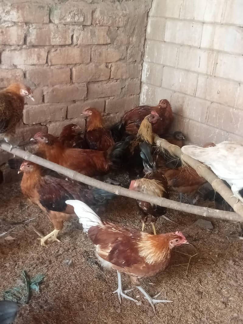 03170504841ہمارے پاس پانچ مہینے والا مرغا دستیاب ہے 2