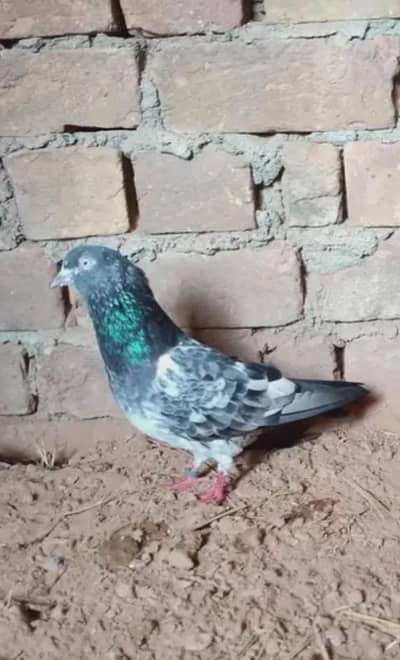 achy kabootar for sale with guarantee
