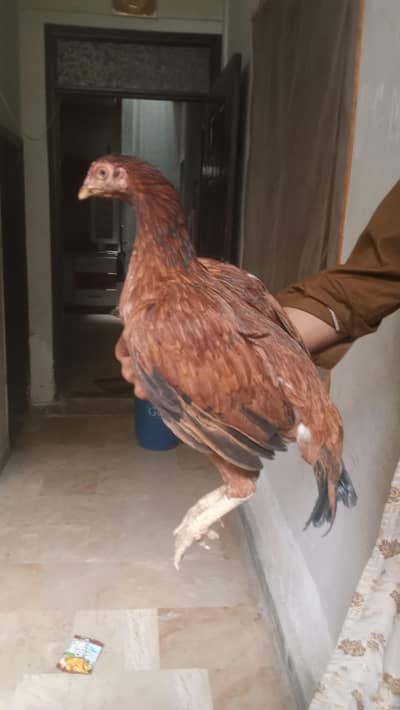 aseel murgi