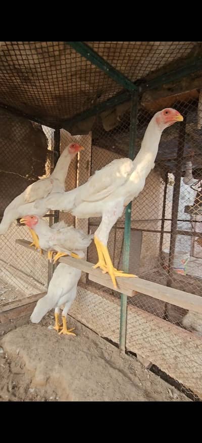 paper white 0 shamo 3 female