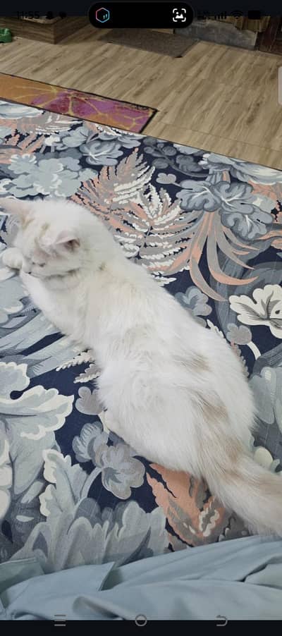 persian cat for sell
