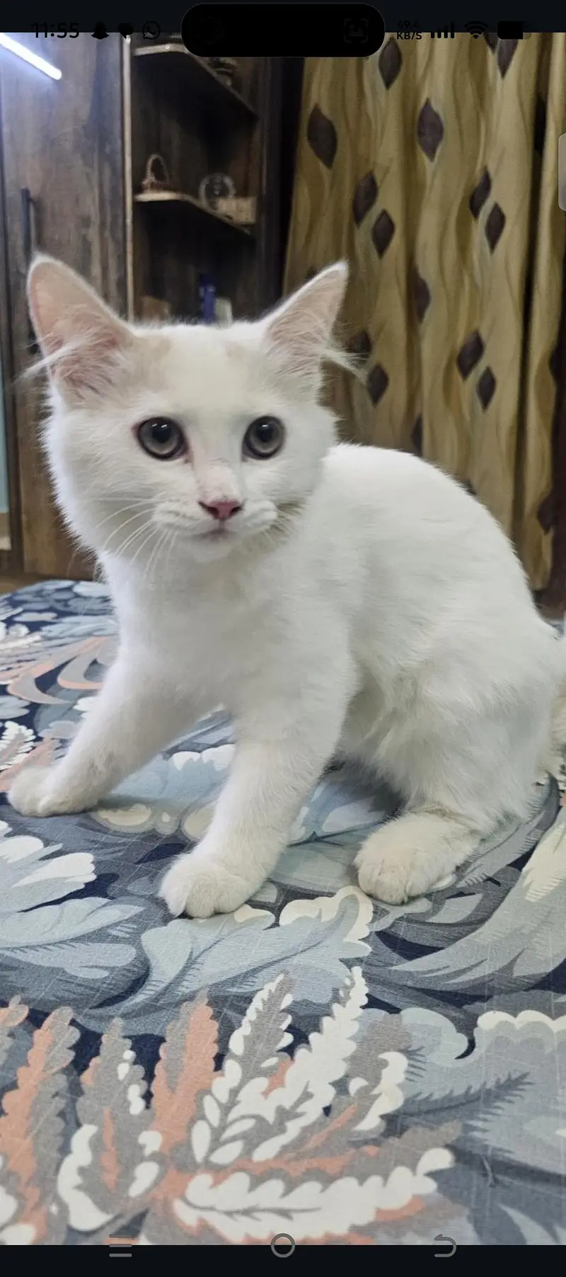 persian cat for sell — photo 2