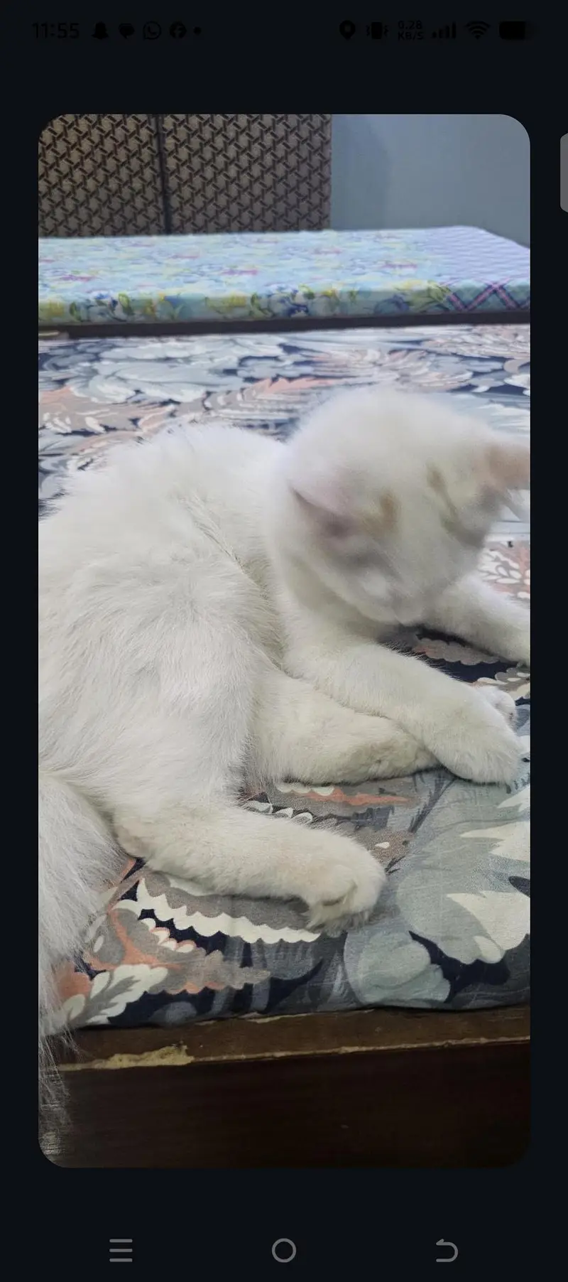 persian cat for sell — photo 3