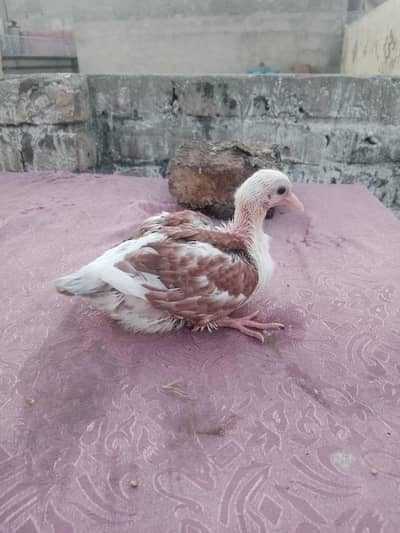 karbalai male phata chotidar bareed say