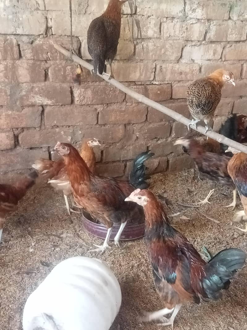 ہمارے پاس پانچ مہینے والا مرغا دستیاب ہے.  25 پیس 0