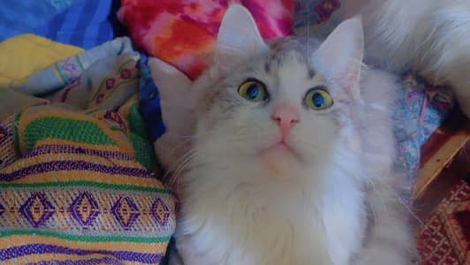 Persian and Maine coon mix breed cat