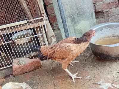 Aseel Murgi for sale